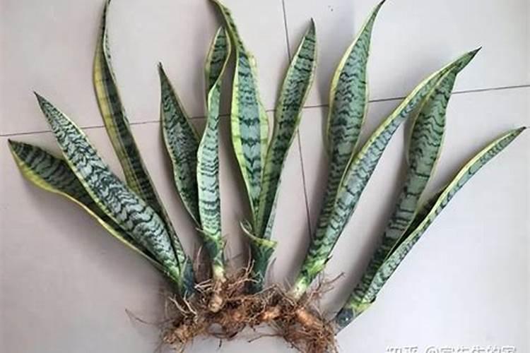 钾对草莓生长发育有什么作用？