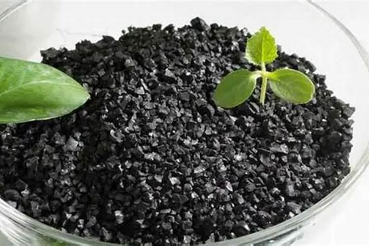 玉米什么时候施肥好 追啥肥料好