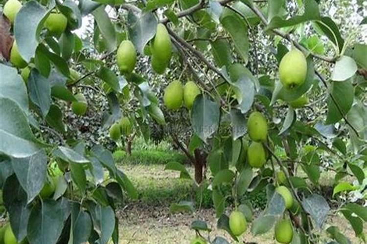 种植梨苗用什么底肥好？梨苗种植施肥方法