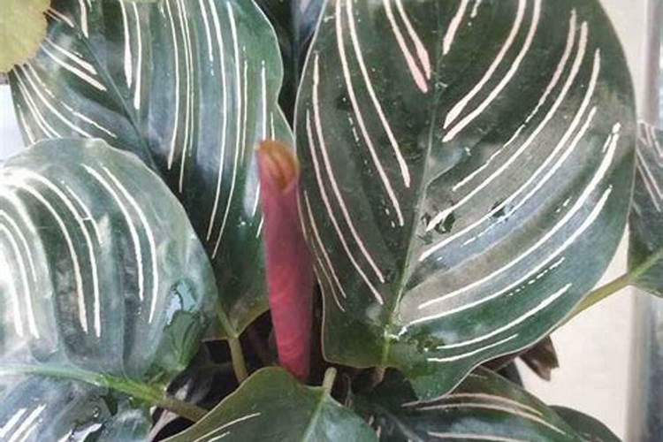 后期玉米地微旱需要浇水吗