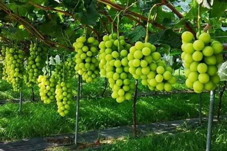 浇花什么时候浇比较好