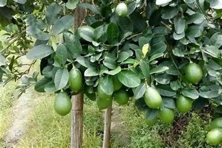剪完枝+柠檬树不开花怎么办？
