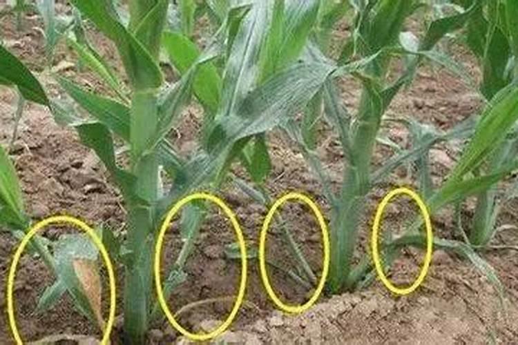 大葱种植施肥管理方法？大葱底肥用什么肥料最合适？