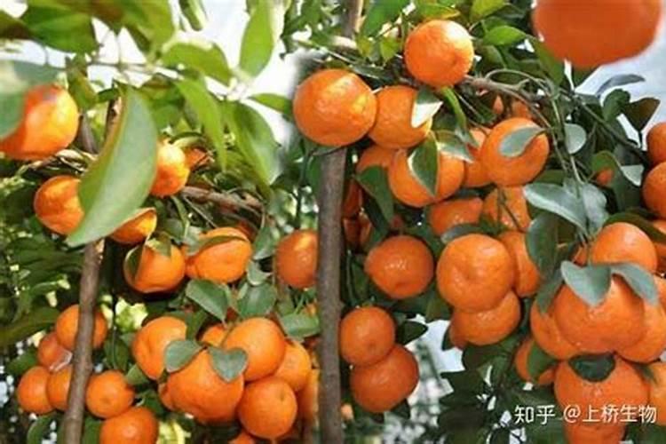 柑桔如何施肥 柑桔施肥方法注意事项