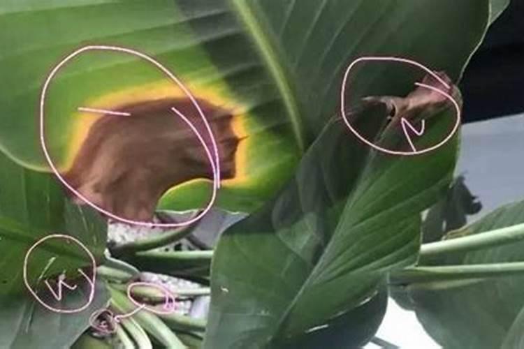 鹤望兰叶片铁锈斑