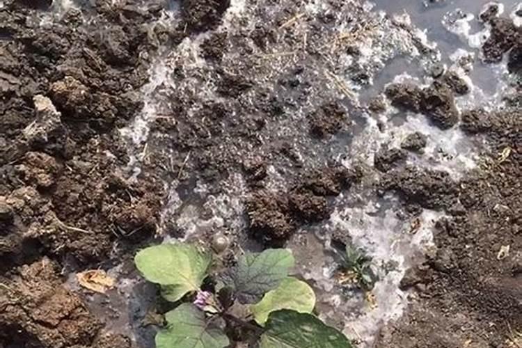 茄子移栽后几天施肥