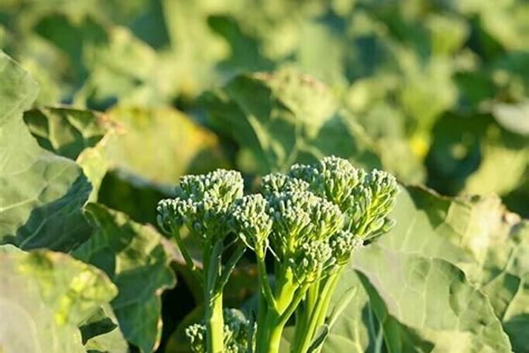 西兰苔的株距行距是多少