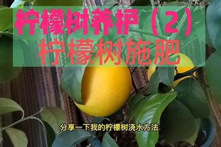 柠檬树的养殖方法和注意事项