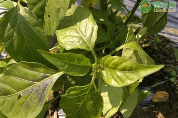 辣椒用什么叶面肥效果好？辣椒喷什么叶面肥结果多？