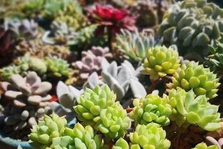 夏天可以给多肉施肥吗