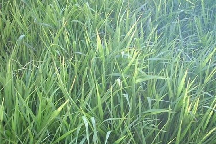 种花用什么肥料最好