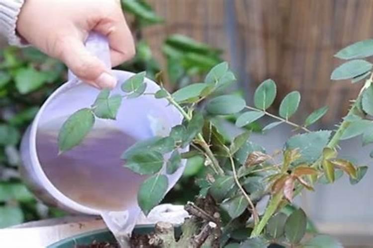 尿素可以浇月季花吗？