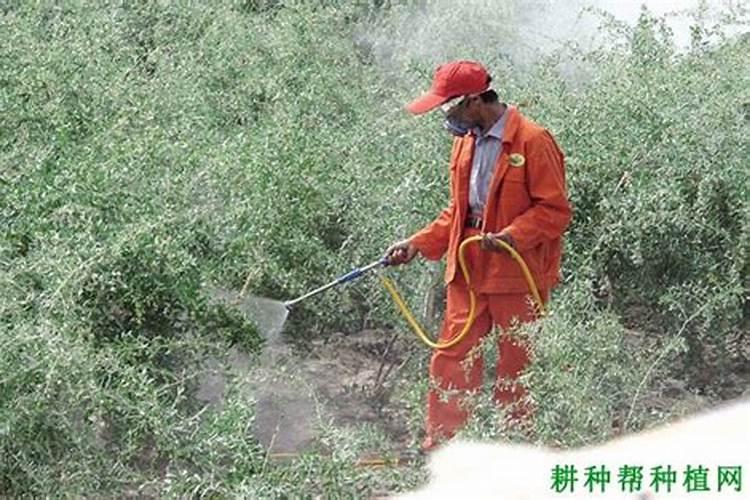 海藻肥使用在温室黄瓜上有什么优缺点？