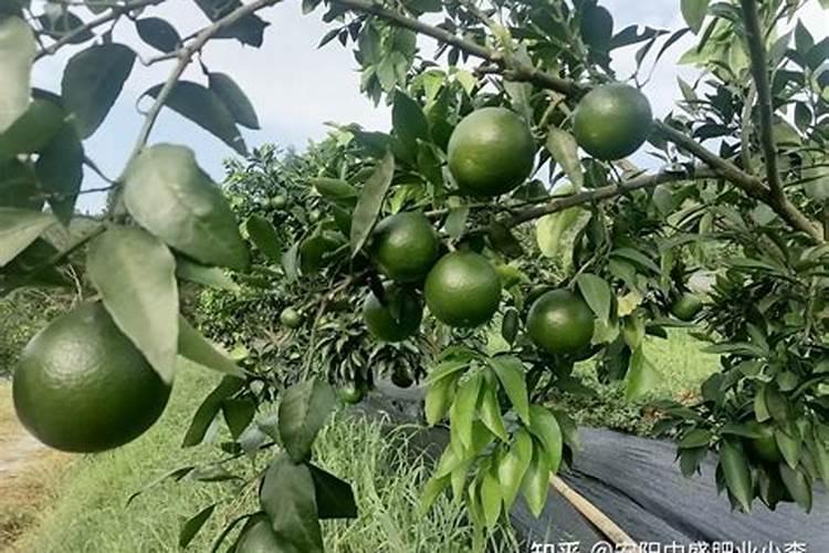 果树十一月份可以上肥料吗