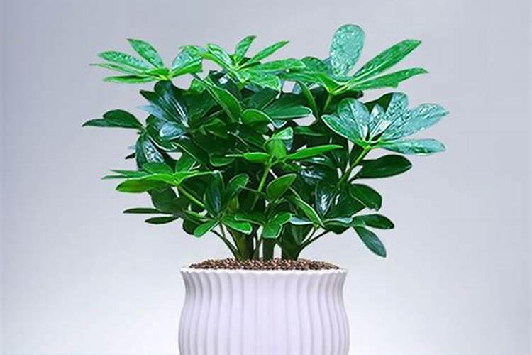 八方来财用什么肥料