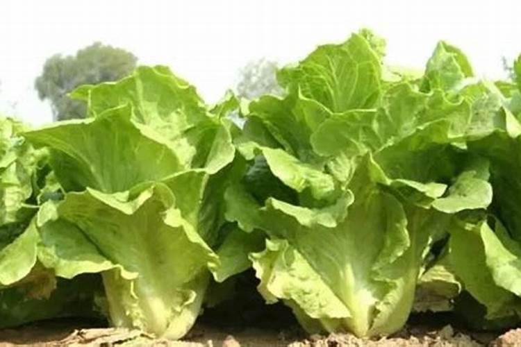 芹菜生长到什么时期喷施钾肥效果最好芹菜生长到什么时期啧施钾肥最好...