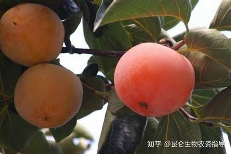 柿子树结柿子后用什么肥料膨果？