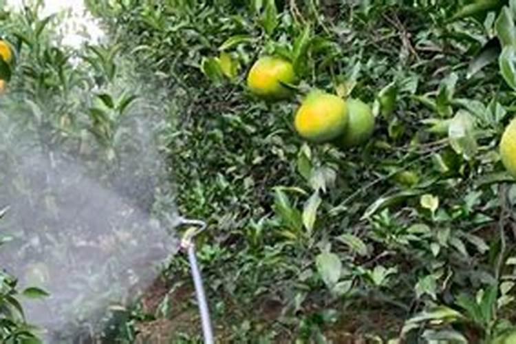 西红柿施什么肥料？西红柿高产用什么叶面肥好？西红柿增甜肥料金泰靓