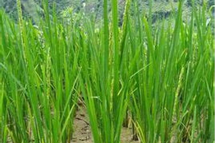 冬寒菜种植时间和方法 冬寒菜的如何种植