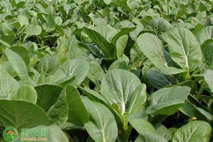 扶余特产食物有哪些