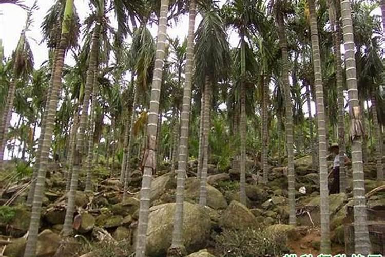 茶花怎么施肥啊