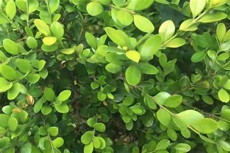 打造特色小镇,建设美丽家园