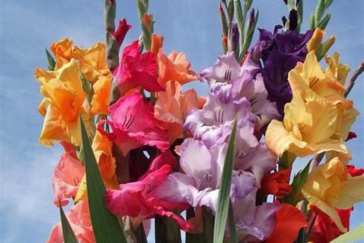 剑兰几片叶子后会长花剑