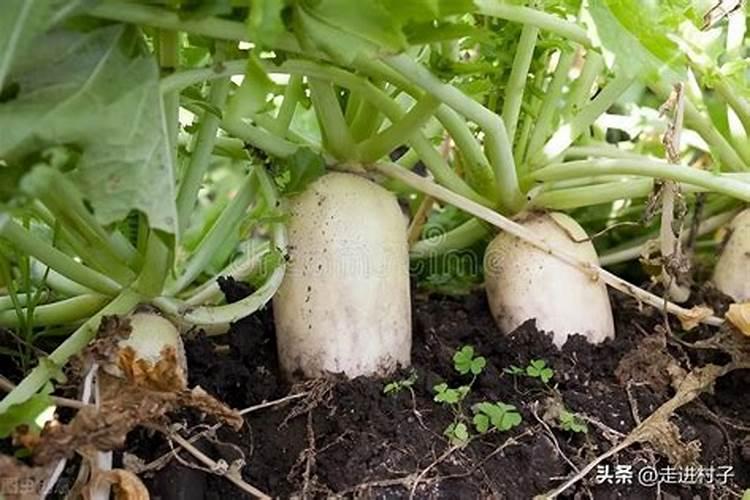 小松树如何长成了粗壮的大树