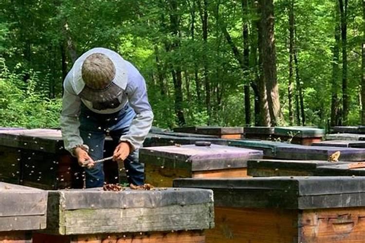 水里加什么绿萝会疯长 水养绿萝加什么东西长得旺盛