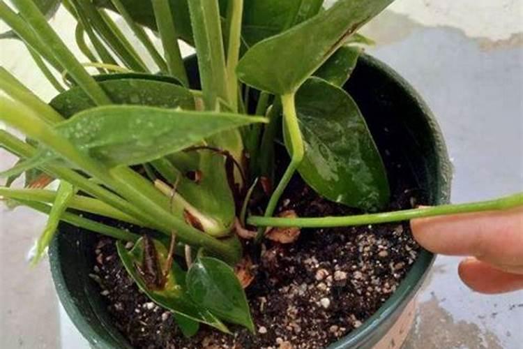 人初油的成分是什么,对人有副作用吗