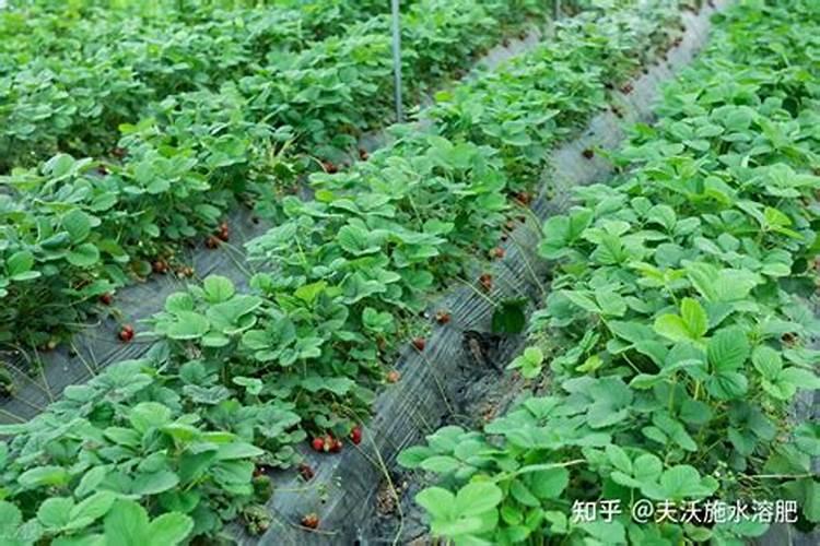 大棚草莓种植需要使用什么肥料？施肥比例怎么选择