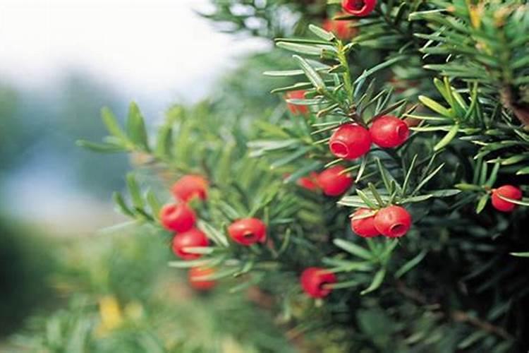 资溪磷肥厂哪里有卖钵仔糕111？