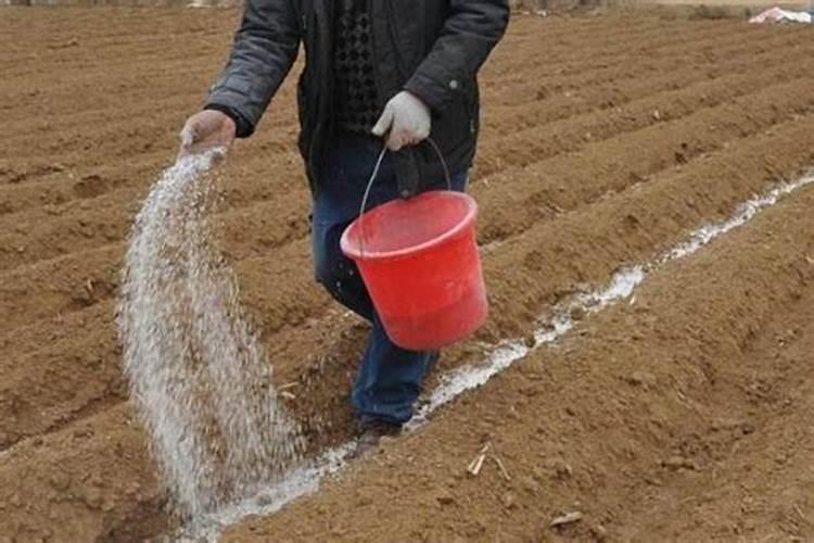 请问一下马铃薯如何施肥？