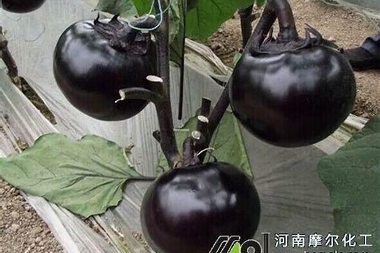 茄子多久施肥一次最好
