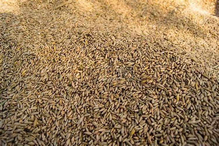 康姆士:探索音乐魅力的独特之旅