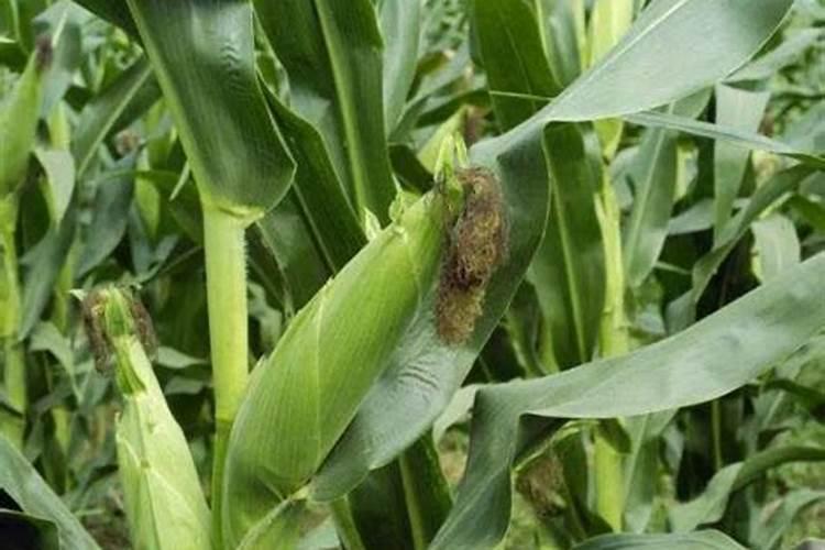 茉莉花一般施什么肥料好