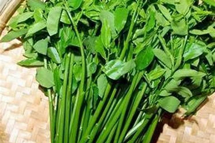 腐植酸有什么作用？腐植酸肥料的使用标准是什么？