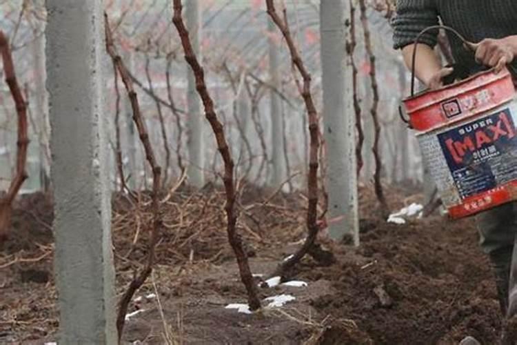 携世界品牌 创农资未来——2020德国康朴复合肥华南区新品上市