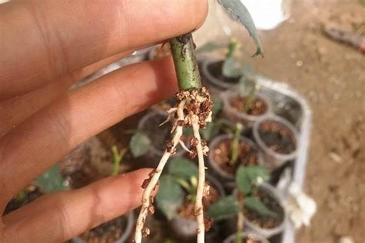月季光杆插的发芽了多久要施肥吗？