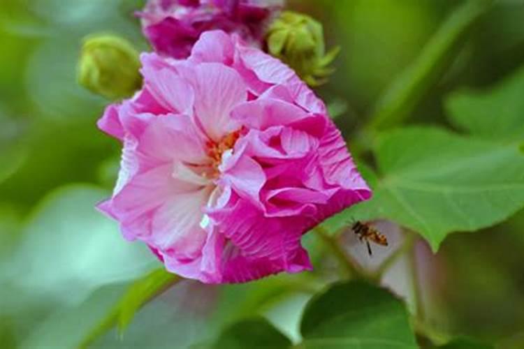 夏季养月季怎么施肥