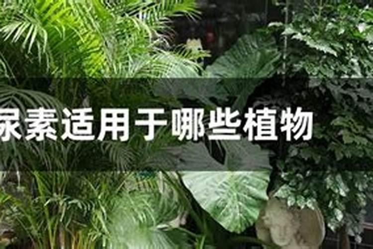 茶花打花苞施什么肥