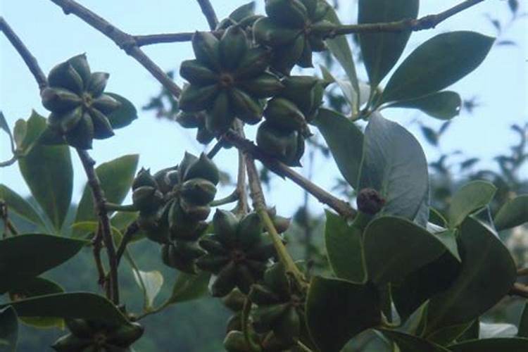 八角施什么肥最好