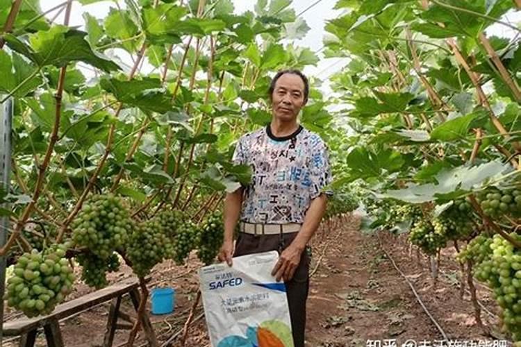 马斯肽与翡旺增产性能哪个更优