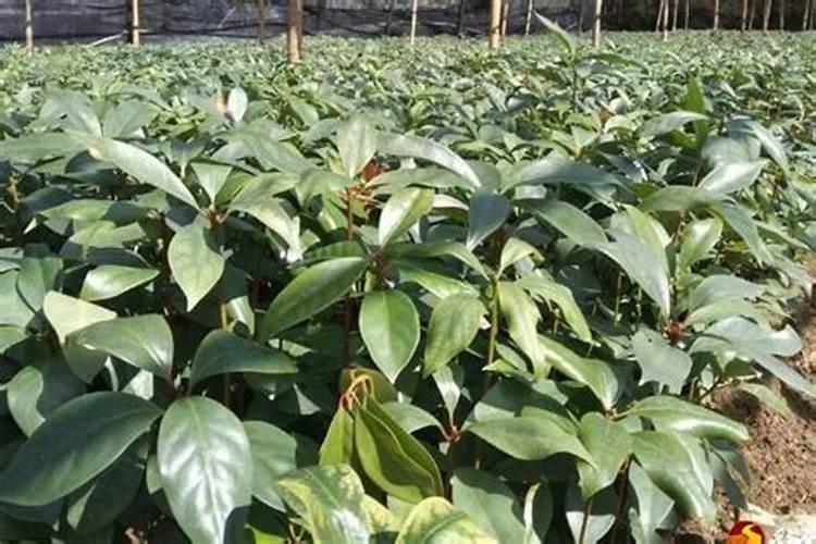 棉花氨基酸水溶液肥料属于碱性吗