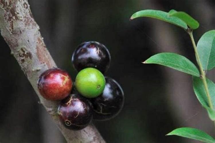 嘉宝果的叶子为什么会掉？