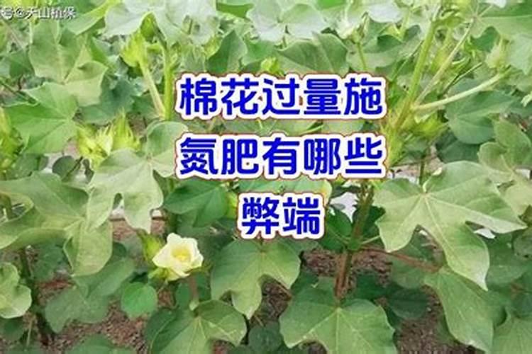 棉花上部叶片变小怎么回事？