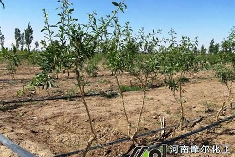枸杞有哪些施肥的技术？