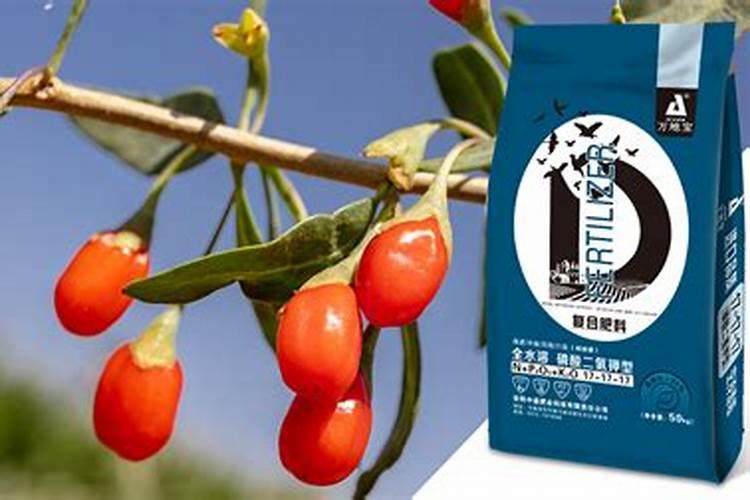 枸杞技术(步骤、田间管理、采收)