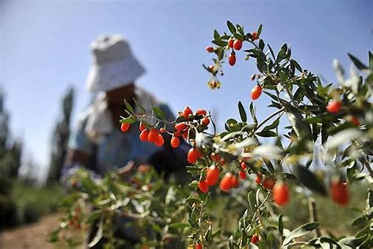 枸杞如何正确施肥