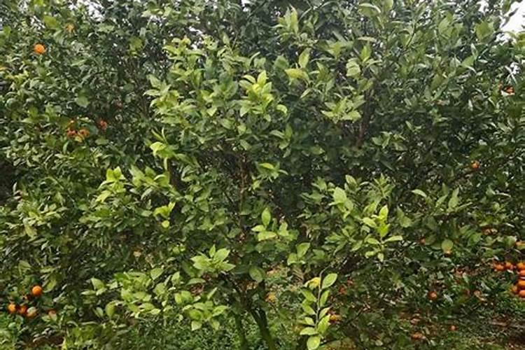 水溶肥排名前十位的有哪些品牌